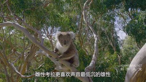[BT下载] [地球之声 Earthsounds 第一季] [全12集] [英语中字] .